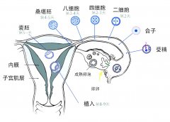 受精卵和胚胎的区别?不一样在哪里?