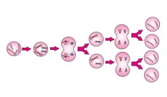 卵子染色体异常是怎么发生的?卵子染色体异常发生机制