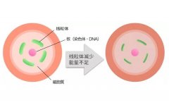 卵子发育的能量是怎么制造的
