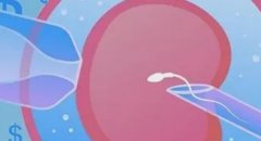 为何取卵38个配成胚胎的成功率关键得看卵子质量？