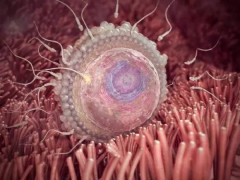 胚胎着床后自己有什么感觉，出现这些现象就要注意了