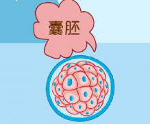 做试管养囊对镜子和卵子的要求是什么？