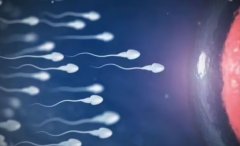 深圳借卵试管生子费用组成汇总，单周期费用3万左右