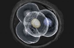 嵌合体囊胚可以移植吗？要考虑嵌合体囊胚的发育情况