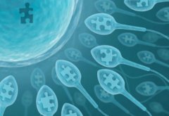 精子的正常形态率是2%，精子弱做试管的成功率有多少？