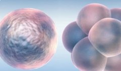 胚胎7c和8c分别是什么意思？移植成功率怎么样？