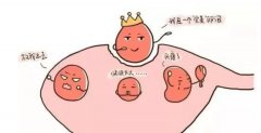 卵泡质量不佳会导致卵泡透声差，可以用这些补救方式