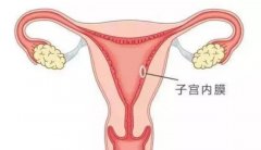 子宫内膜有四个周期变化，各阶段排卵期子宫内膜厚度了解