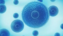 移植时移双胚胎是什么意思?这样生双胞胎的概率高吗?