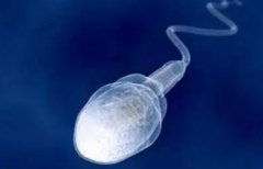 精子抗体的发病机制是怎么样的？容易治愈吗？