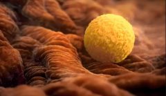 试管空卵泡是什么?是不是预示着以后都不能怀孕?