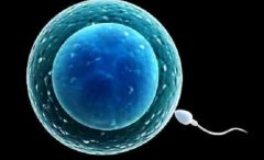 收藏！一文了解日本试管的步骤