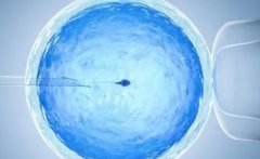 囊胚和鲜胚有什么区别？成功率是一样的吗？