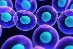 柬埔寨试管能决定男女吗?如果是龙凤胎呢?