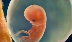 供卵试管技术原理是什么?泰国供卵试管技术高吗?