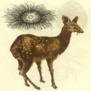 麝香与肚脐：神秘草药的健康奥秘