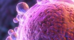 卵泡是萎缩还是排出？