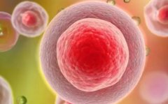 基础卵泡的正常数量是多少？数量由什么决定？