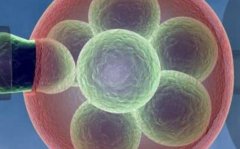 冻胚和鲜胚区别了解，选择那种受孕率更高？