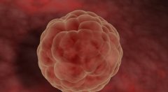 一文了解哪些因素影响囊胚移植成功率？注意遵照医生建议