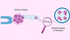 一文了解试管收费项目列表，以及全部流程