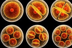 试管技术绝对安全吗？会产生什么不良影响？