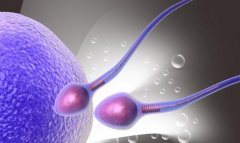 提高男性精子质量的食疗方来啦！