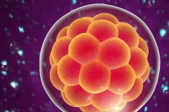 三级胚胎变身囊胚大冒险，成功率究竟几何？