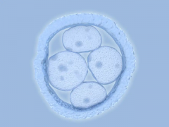 试管冻胚移植技术有优势，有助实现生育梦想