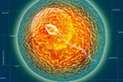 收藏！香格里拉借卵试管三代价格流程一览