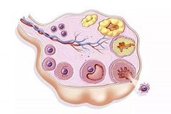 排卵后“悄无声息”也能怀孕？没感觉是否正常？为你解答疑惑！