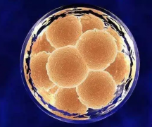 试管移植后可能会出现的“生化孕”你了解吗？