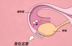 试管积水一定要重视，可能影响胚胎着床和发育