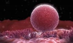 微刺激方案只适合移植冻胚？