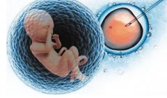 做试管，可以直接移植囊胚吗？