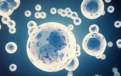 降调移植囊胚是什么意思?降调移植囊胚成功率高吗?