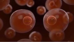 女性只有排卵期才会受孕，与卵泡不破同房没有关系