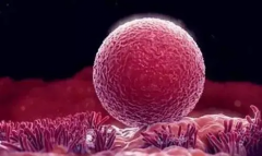 移植一个囊胚变成双胞胎如何处理，有风险吗？