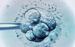 什么是试管鲜胚7a？鲜活囊胚有助于提高成功率