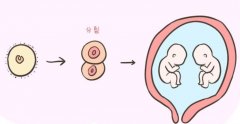 热点解析丨试管生同卵双胞胎的概率是多少？