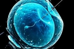 试管移植成功率如何?试管移植多久可以怀孕?