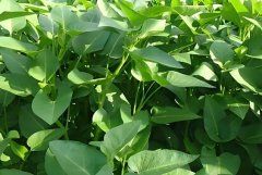 试管移植可以吃什么绿色叶菜?是否可以吃豆类蔬菜?