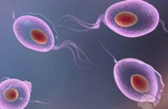 试管移植成功的概率是多少?如何确认试管受孕是否成功?