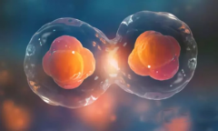 每次试管可以做几个胚胎移植？能全部移植吗？