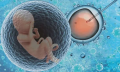 试管移植：冻胚VS养囊，效果与成功率深度对比分析