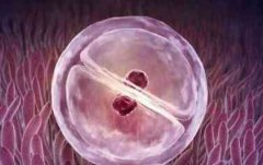 一文了解试管囊胚培养，试管囊胚培养包含这些阶段