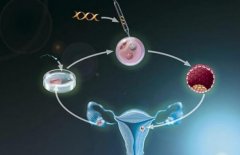 收藏！一文了解国内外最好的三家试管医院