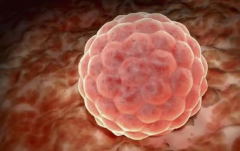 什么是囊胚移植？和传统的试管有什么不一样？