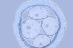 鲜胚和冻胚移植有什么不同？8细胞胚胎几天着床？