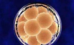 什么是鲜胚移植第六天？成功的征兆有哪些？